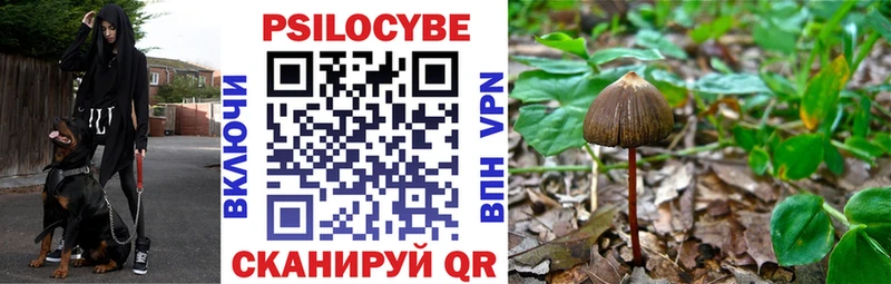 Псилоцибиновые грибы Psilocybe  закладка  omg ссылки  Юрьевец 